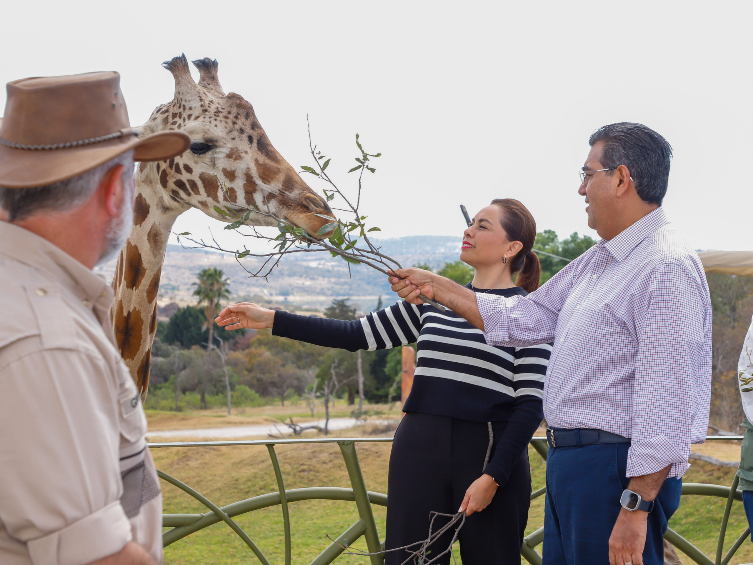 Puebla da bienvenida a Jirafa "Benito"; Gobierno Estatal respalda causas animalistas, destaca Sergio Salomón.