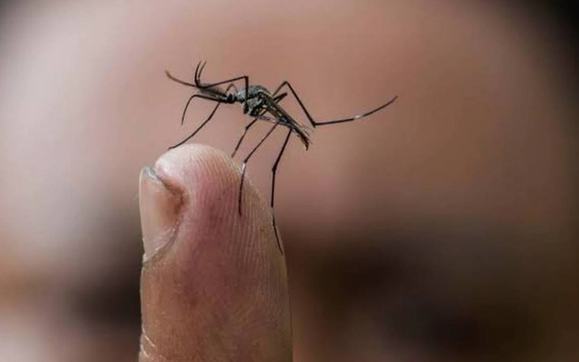 Dengue va en aumento en Guerrero, sobrepasa los del año pasado