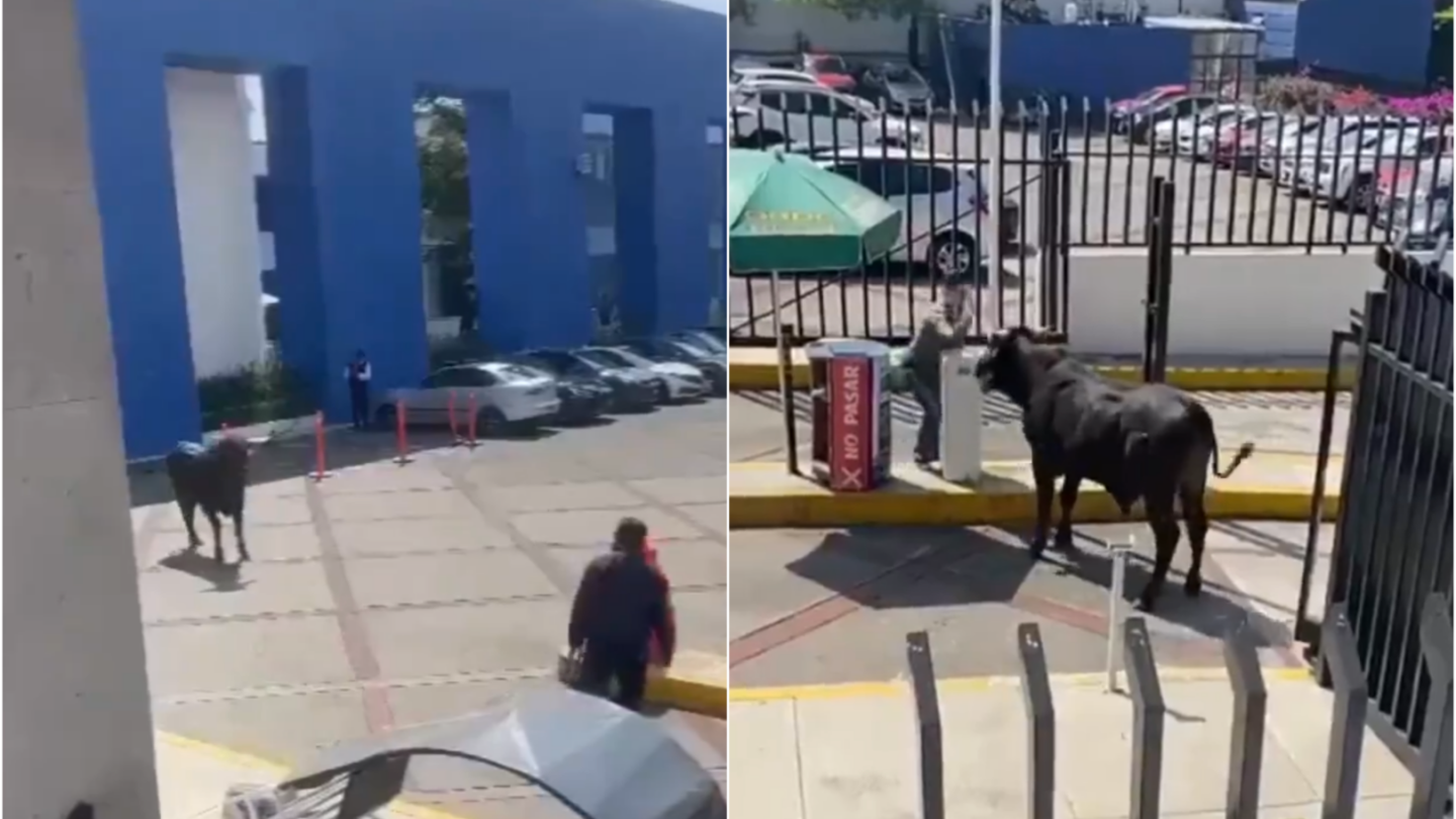 Toro negro se cuela en universidad de la CDMX