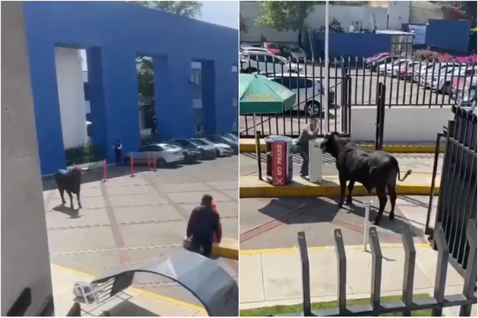 Toro negro se cuela en universidad de la CDMX