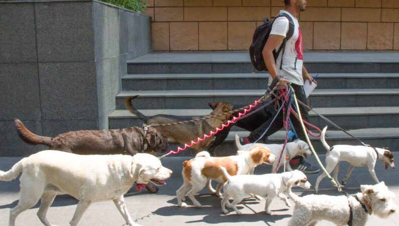 Registro para mascotas “RUAC” será obligatorio para la CDMX