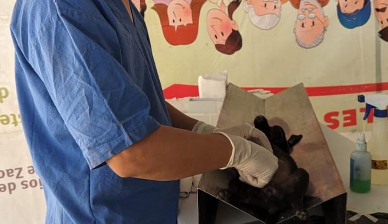 Jornada Permanente de Esterilización Canina y Felina llega a cinco municipios de Zacatecas