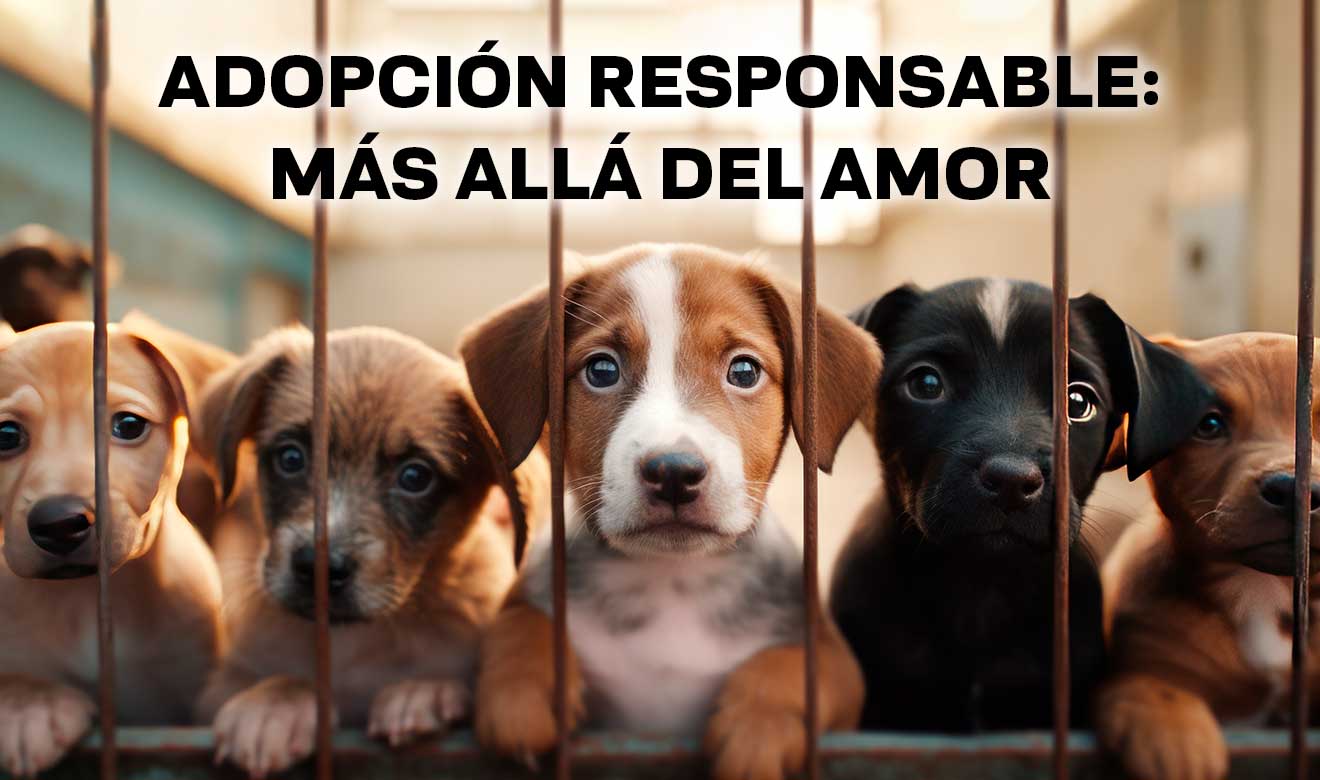 Los beneficios sociales de adoptar un perro en México: una oportunidad para el amor incondicional