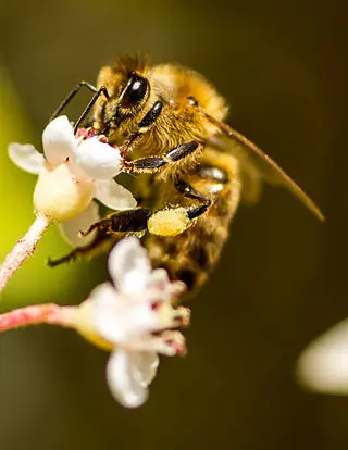 Abejas