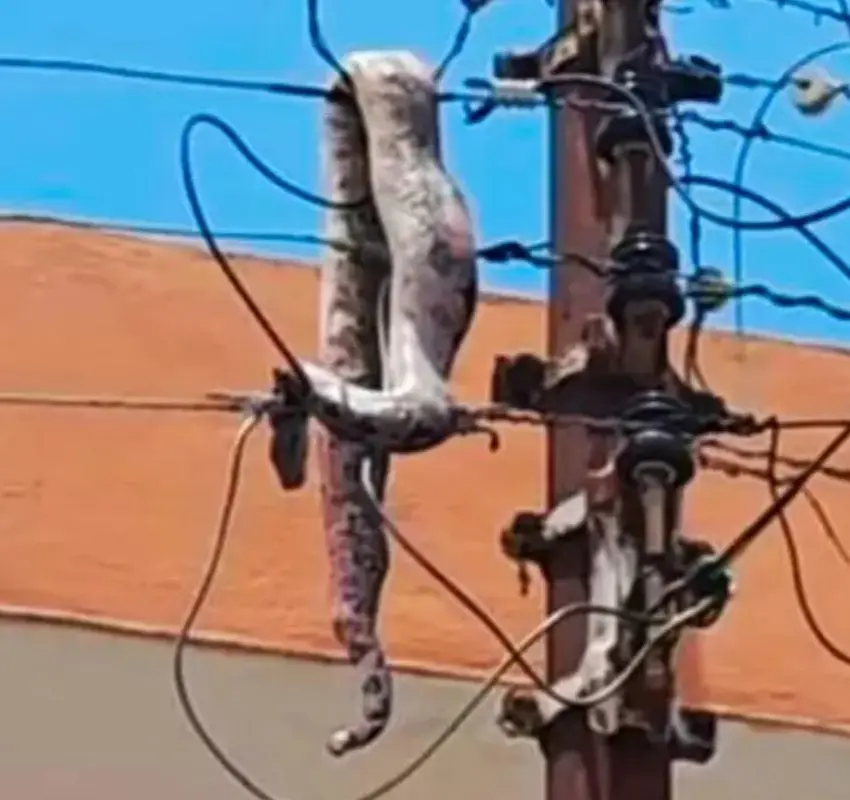 ¡Sorprendente! Una boa deja a Mérida sin electricidad