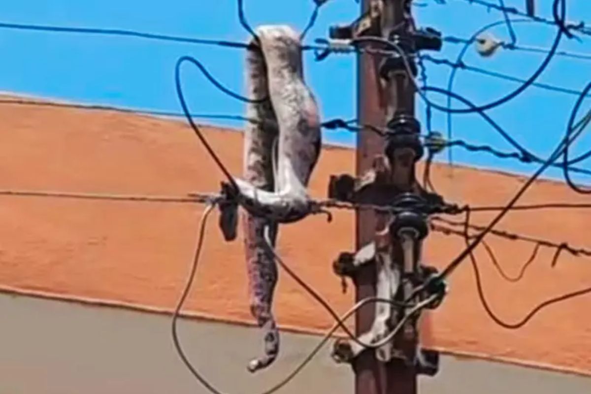 ¡Sorprendente! Una boa deja a Mérida sin electricidad