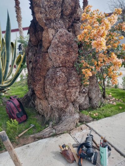 Marcos le da segunda vida al árbol de la Casa de Cultura