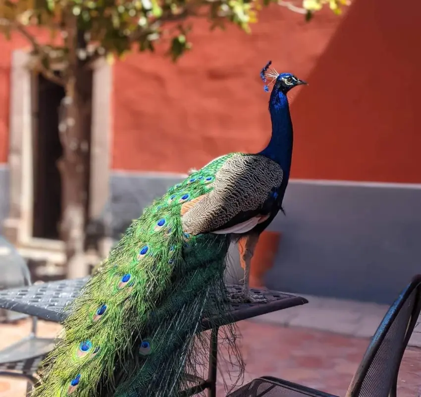 La hacienda de La Encarnación es un lugar para maravillarse