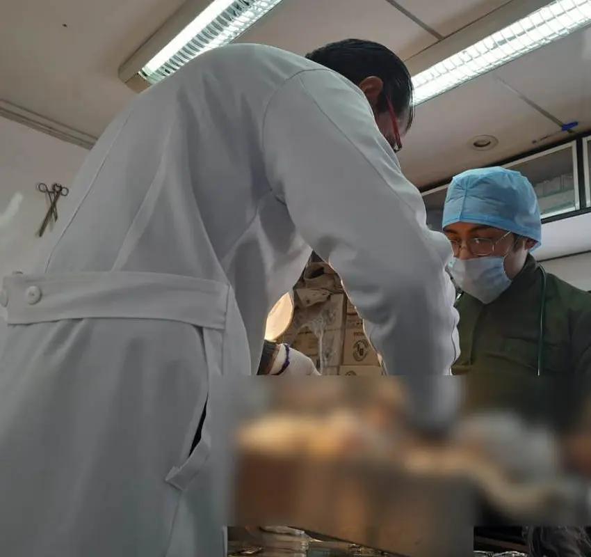 Jornada de Esterilización Canina y Felina en Zacatecas: Los 5 municipios a los que acudirán