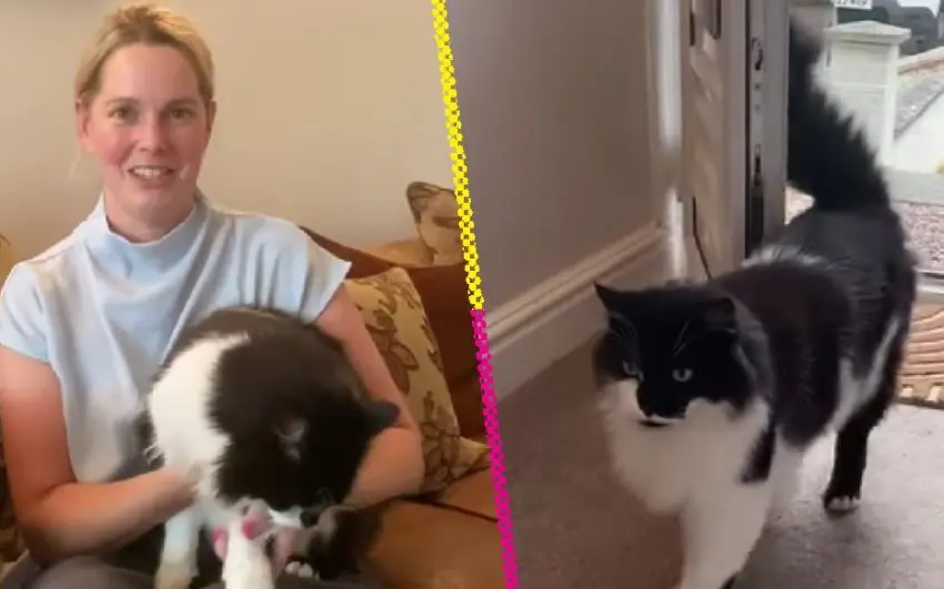 “Un shock enorme”: La historia del gato que ‘resucitó’ tras ser cremado