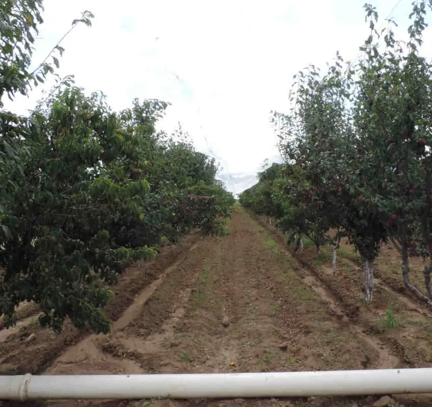 Innovación Agropecuaria en Jerez: Buscan nuevas variedades de frutales para combatir el cambio climático