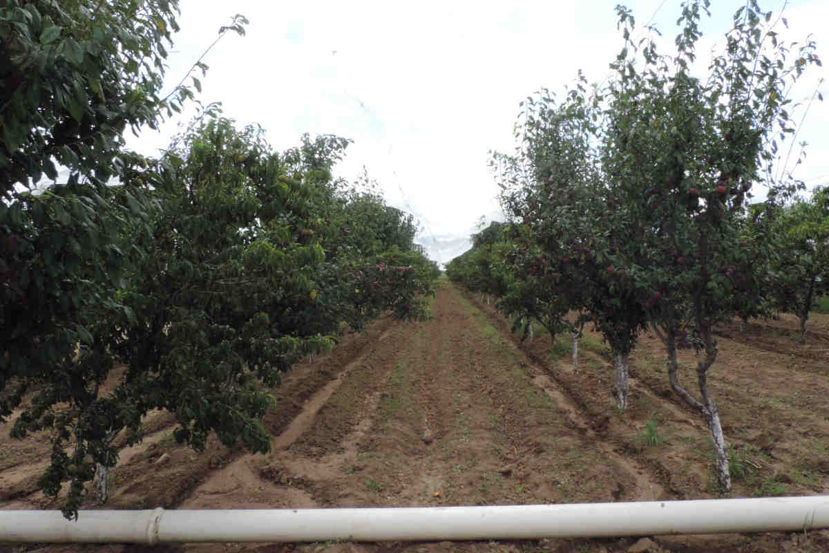 Innovación Agropecuaria en Jerez: Buscan nuevas variedades de frutales para combatir el cambio climático