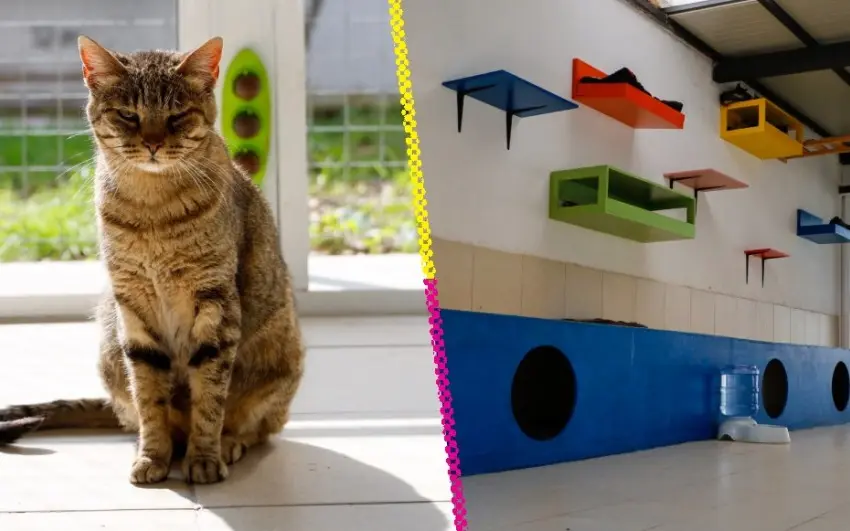 Michigan: Todo sobre la Ciudad de los Gatos en CDMX para adoptar un michi