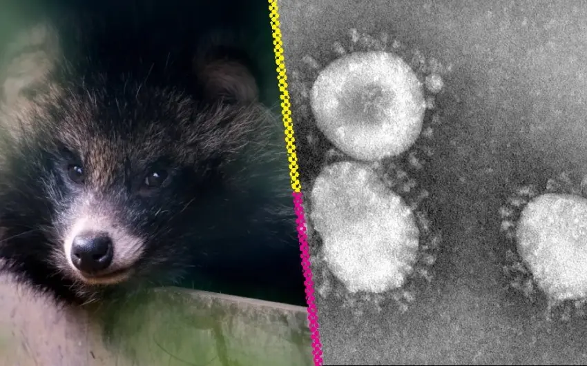 Perros mapache, los verdaderos ‘culpables’ de la pandemia de COVID-19