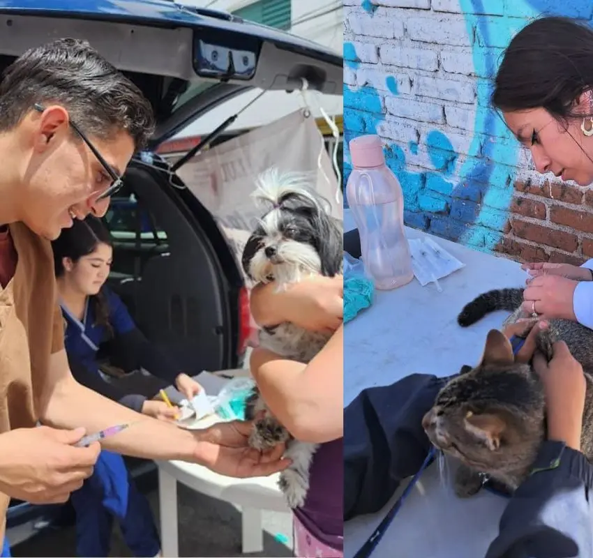 Secretaría de Salud de Zacatecas llevará a cabo refuerzo en vacunación antirrábica