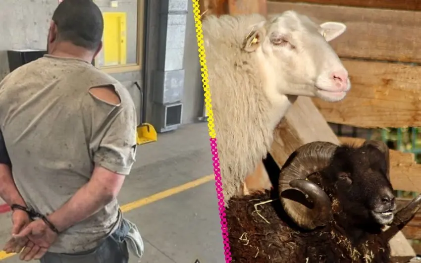 Sujeto es arrestado por tiroteo donde mató a 81 animales de granja