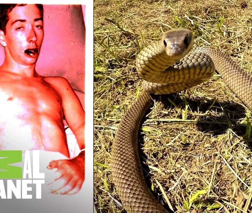Un hombre muere por la mordedura de una serpiente