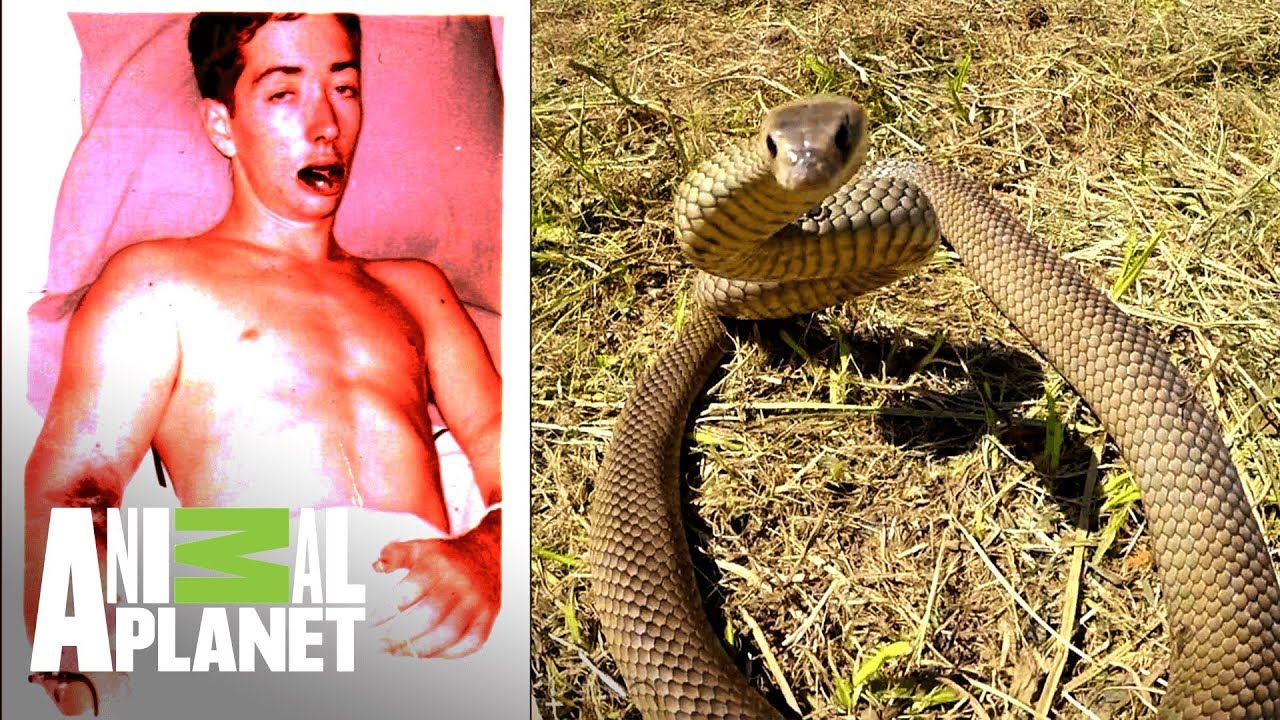 Un hombre muere por la mordedura de una serpiente