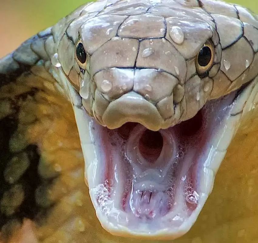 Hombre es atacado por víbora en Río Florido