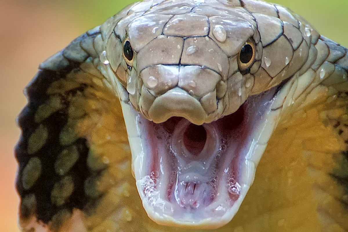 Hombre es atacado por víbora en Río Florido