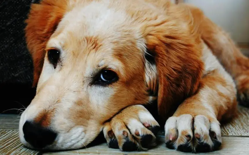 ¿Y dónde queda el perro? Proponen tutela compartida para mascotas en caso de divorcio