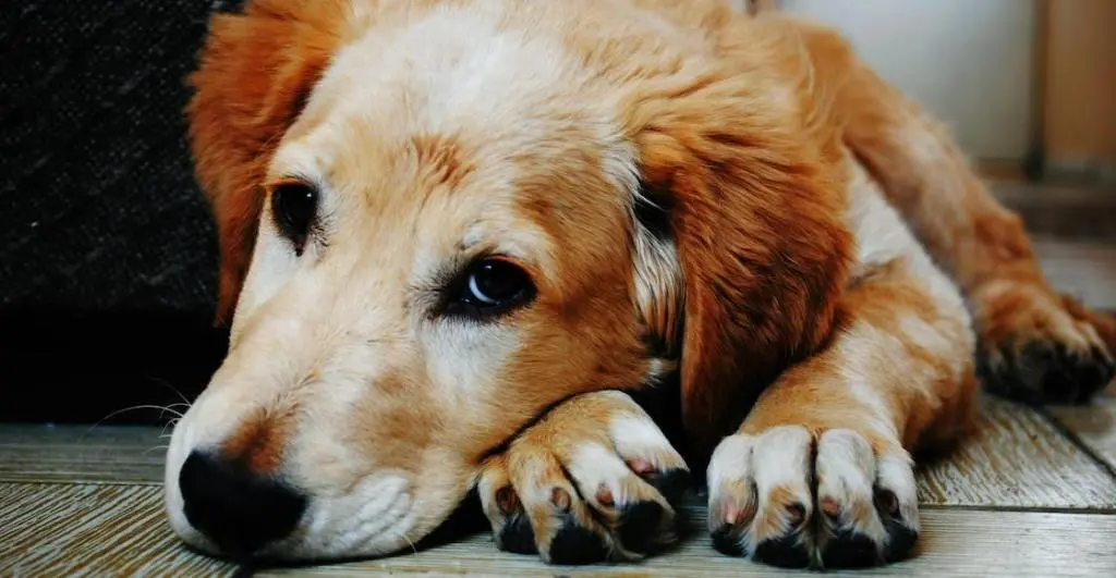 Y dónde queda el perro Proponen tutela compartida para mascotas en caso de divorcio |