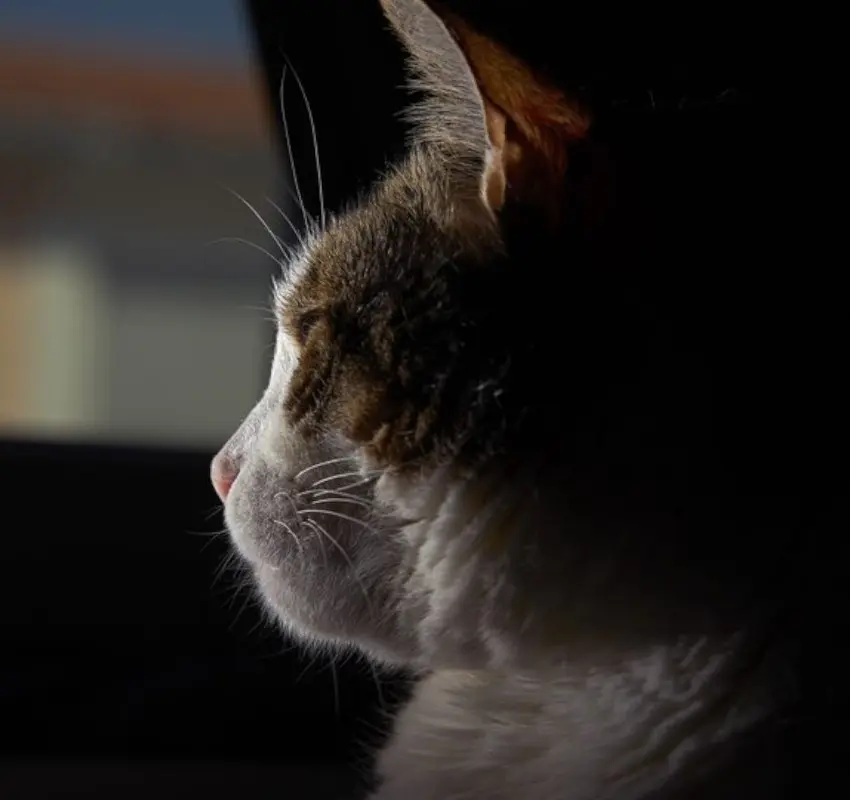Gatito se atora en el motor de un vehículo en Fresnillo
