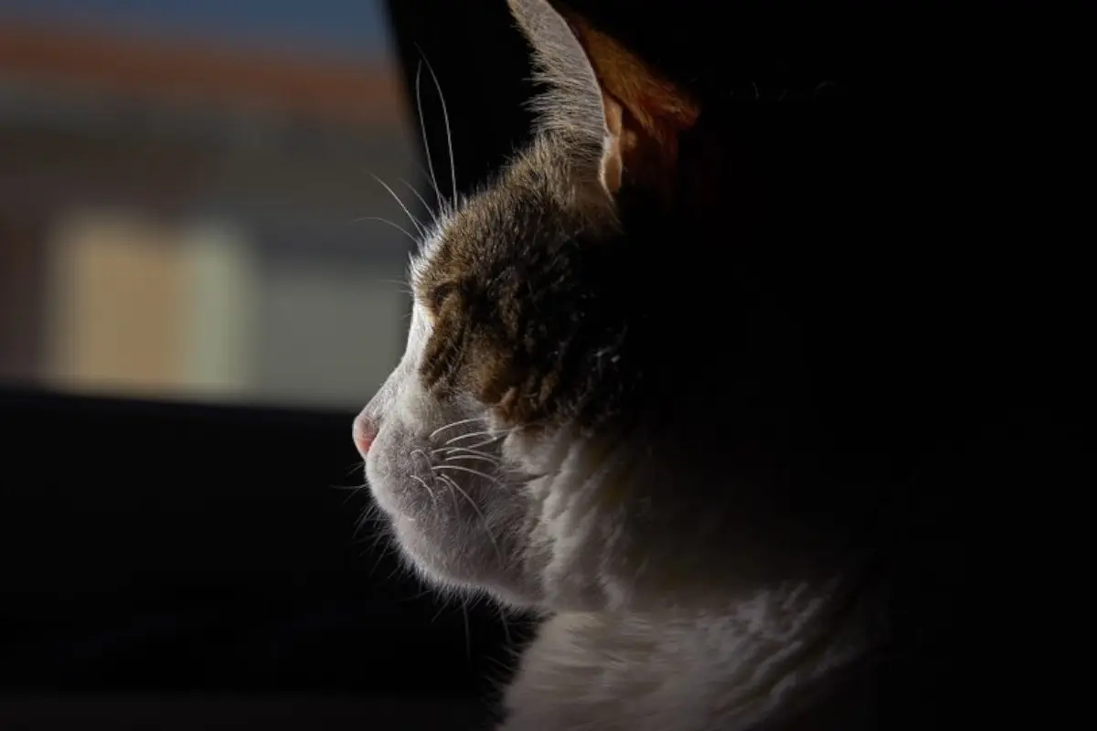 Gatito se atora en el motor de un vehículo en Fresnillo |