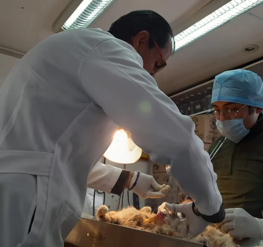 La Secretaría de Salud de Zacatecas anuncia la Jornada Permanente de Esterilización Canina y Felina en cinco municipios