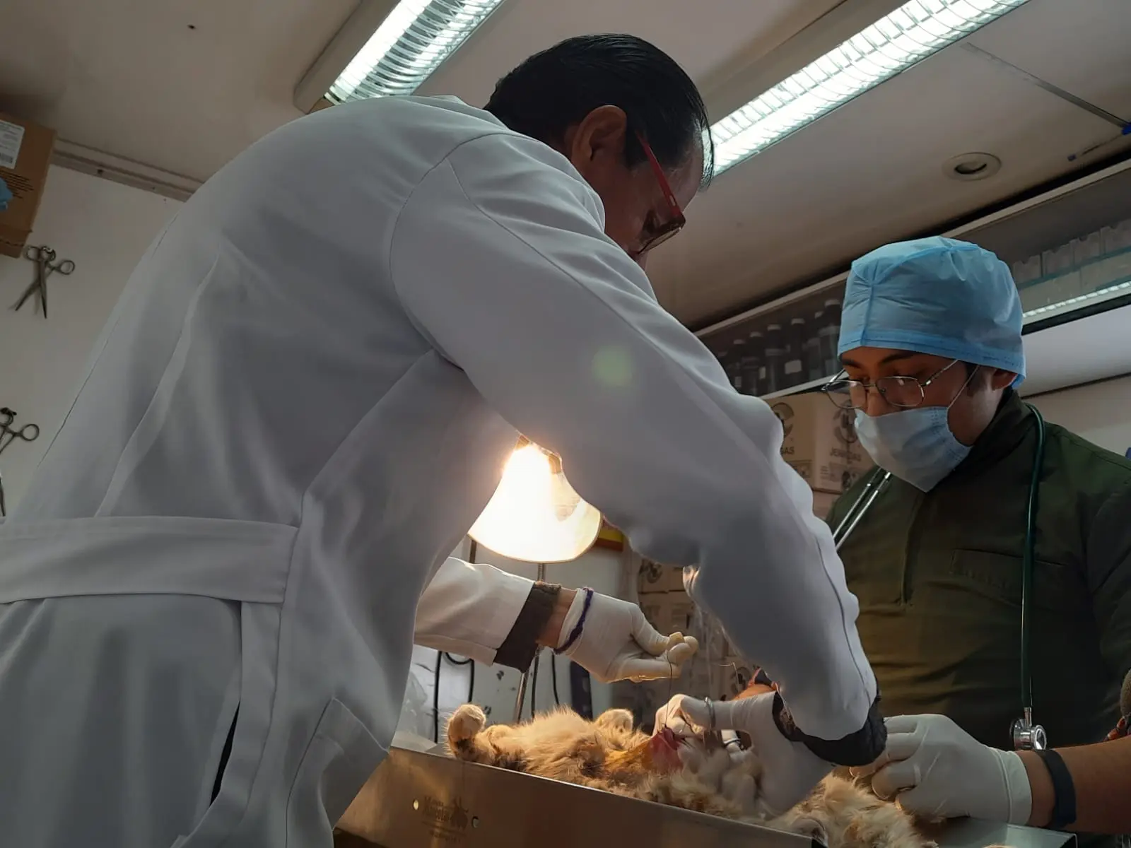 La Secretaría de Salud de Zacatecas anuncia la Jornada Permanente de Esterilización Canina y Felina en cinco municipios |