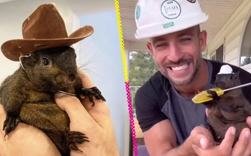 Peanut, la triste historia de la ardilla influencer que sacrificaron en Nueva York