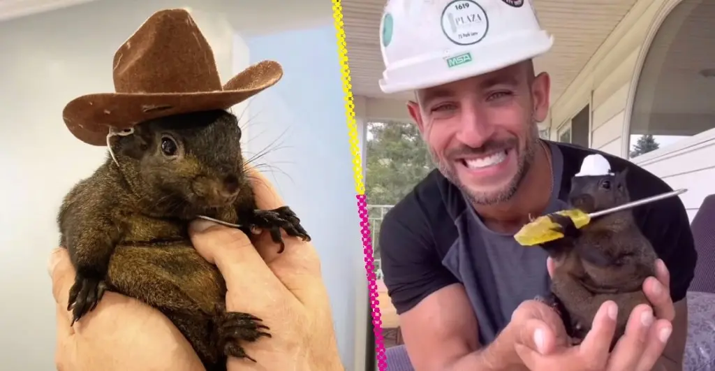 Peanut la triste historia de la ardilla influencer que sacrificaron en Nueva York |