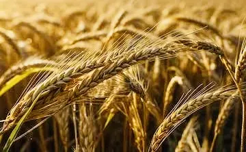 Estiman un panorama complicado en el campo: Francisco Perrusquía