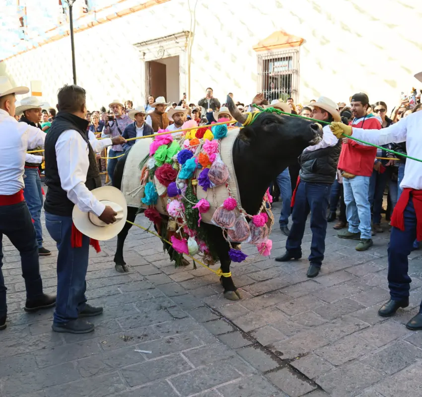 Realizan tradicional Paseo del Buey en El Pueblito