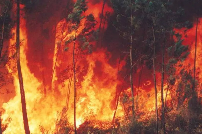 El 95% de incendios forestales son provocados