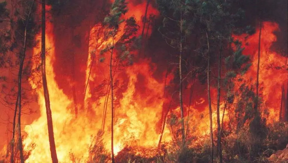 El 95 de los incendios son provocados por las personas