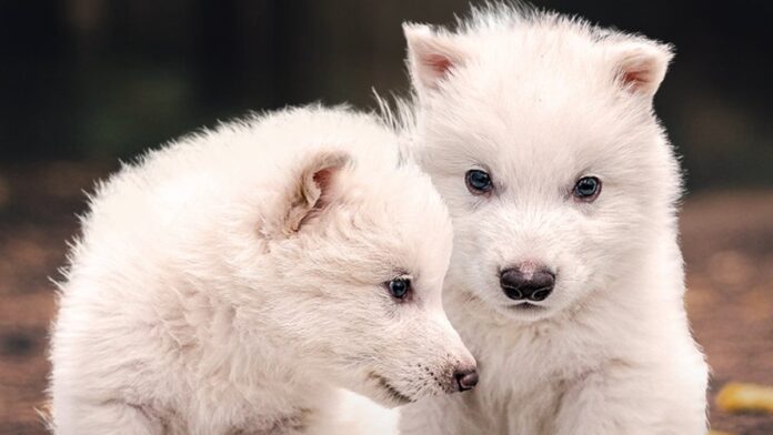 A lo Jurassic Park! Revivieron lobos que tenía 10 mil años ...