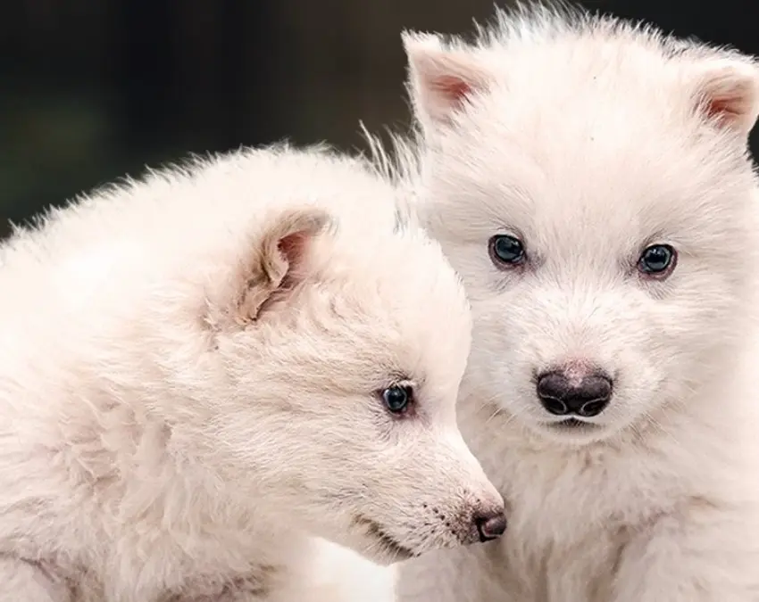 ¡A lo Jurassic Park! Revivieron lobos que tenía 10 mil años extintos