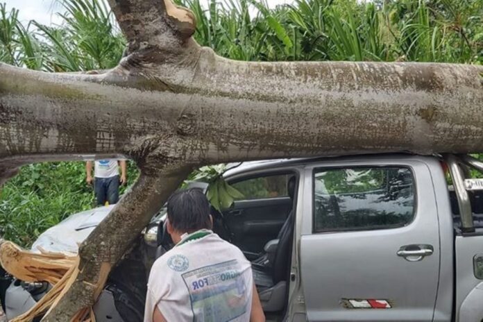 San Martín: gigantesco árbol cae sobre camioneta y mototaxi en ...