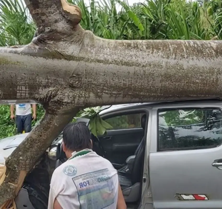Árbol cae sobre una camioneta