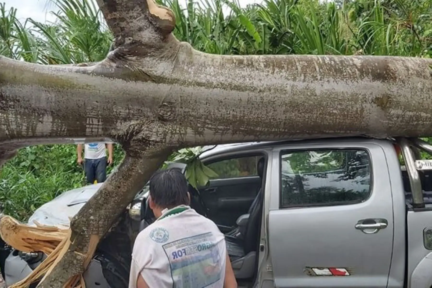 San Martín gigantesco árbol cae sobre camioneta y mototaxi en
