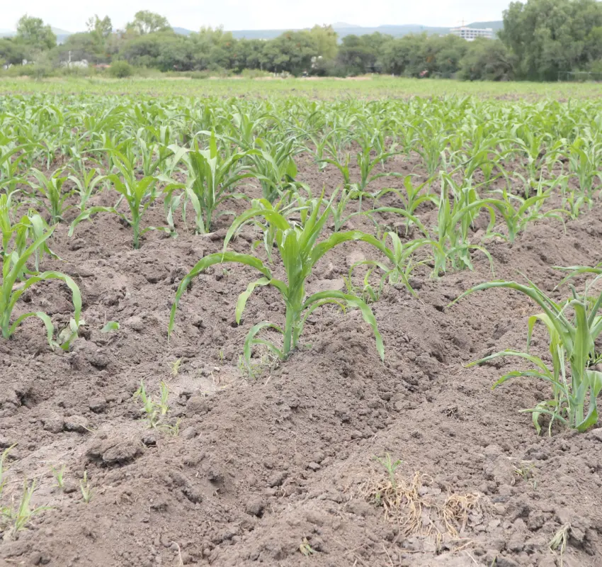 Busca Corregidora adquirir otro tractor para atender al campo