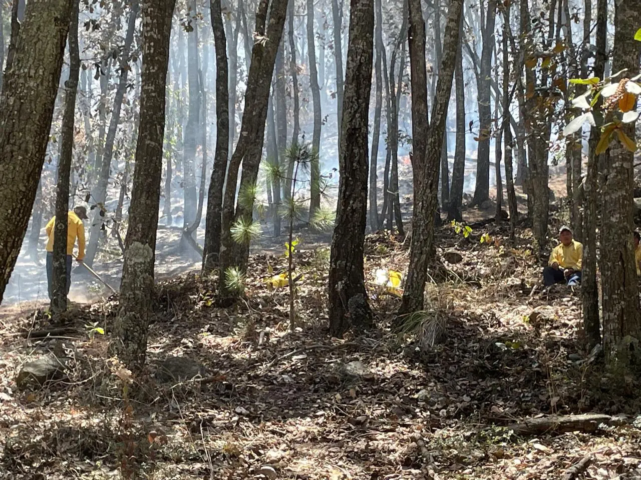 Controlado en 95 el incendio forestal en los límites entre