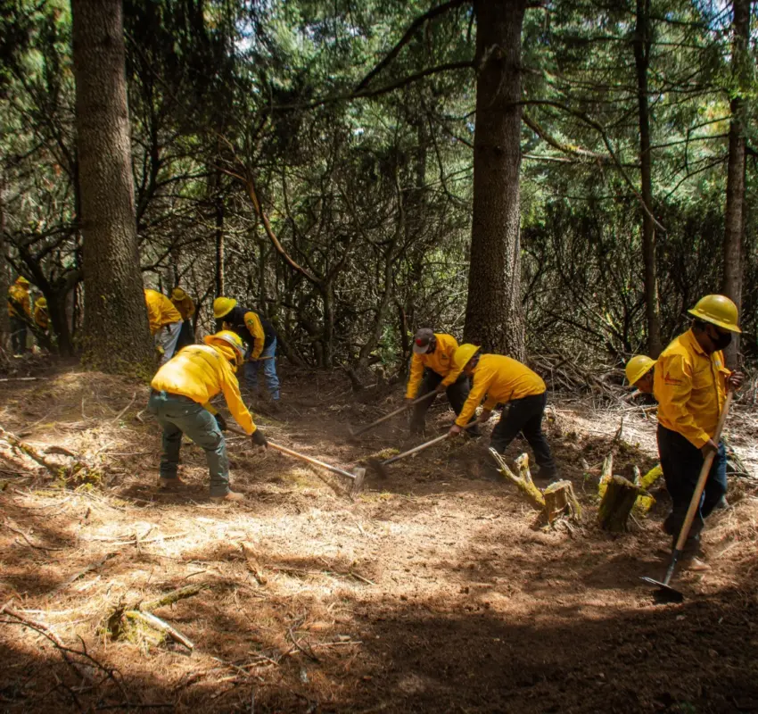 Protegen bosques de Edomex y Michoacán con protocolo conjunto