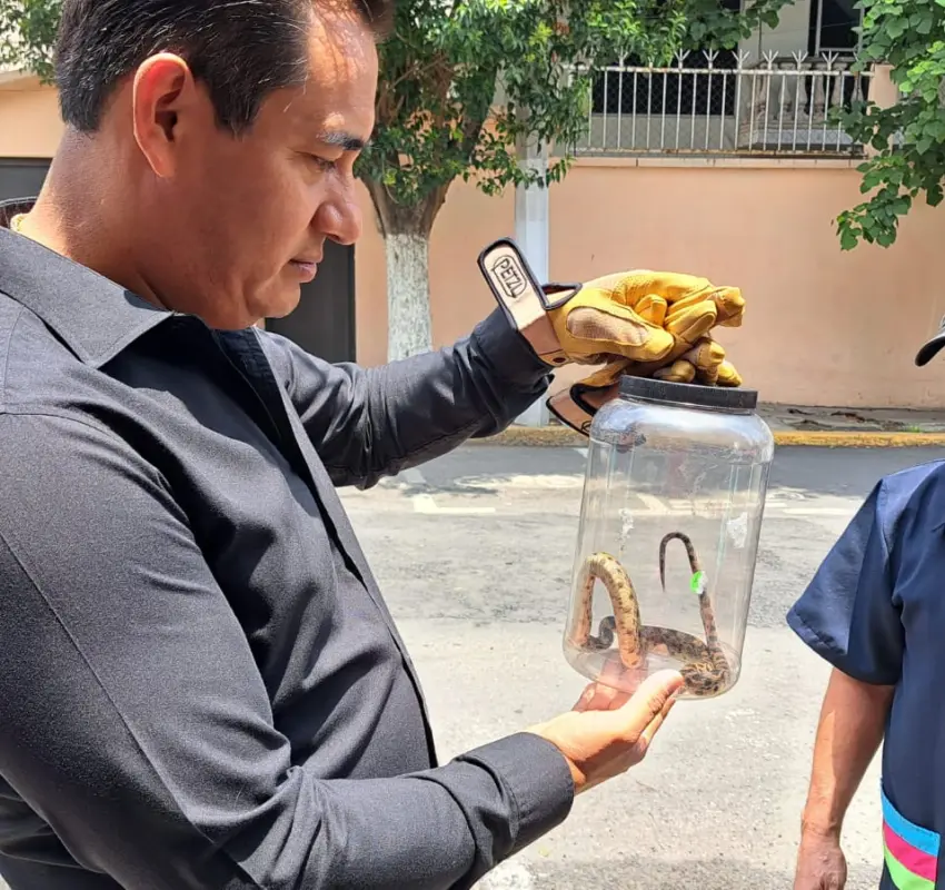 Rescató PC de Ecatepec serpiente cincuate en calles de San Cristóbal