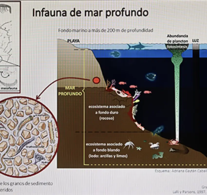 Advirtieron científicos de la UNAM sobre pérdida de especies marinas