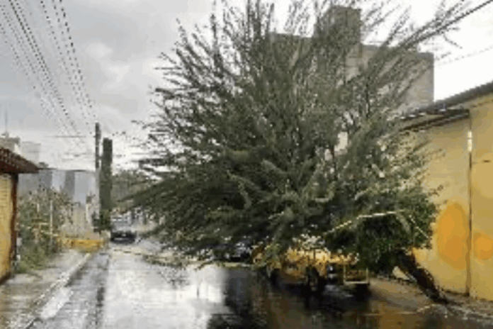 Árboles caídos y socavón por lluvia de ayer - Noticias de Querétaro