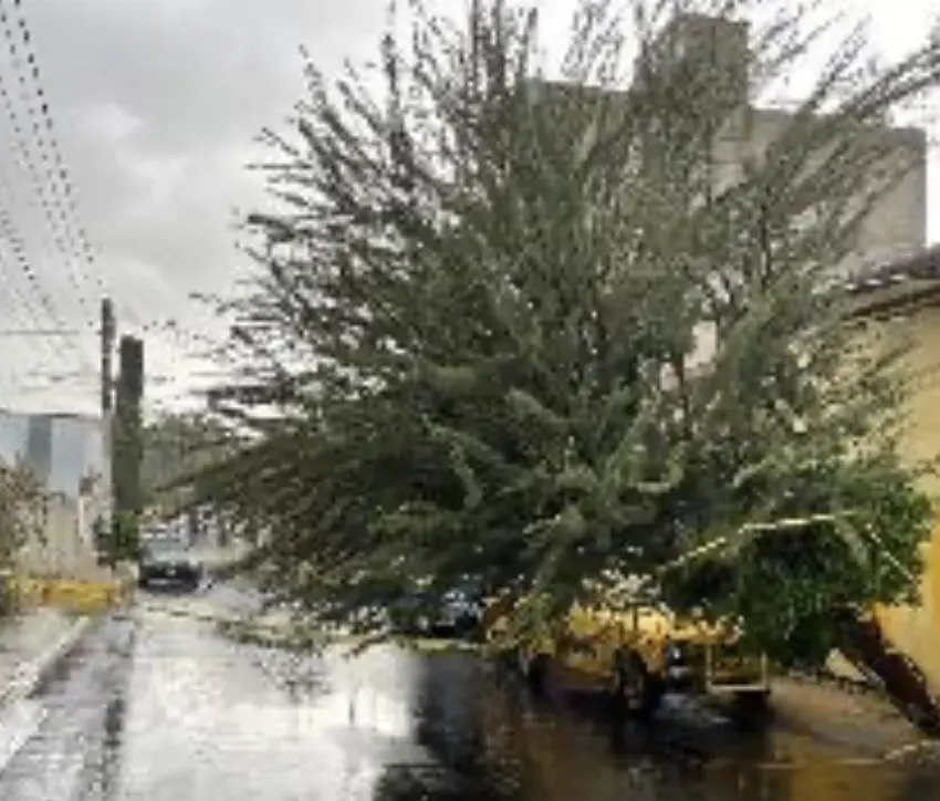 Árboles caídos y socavón por lluvia de ayer