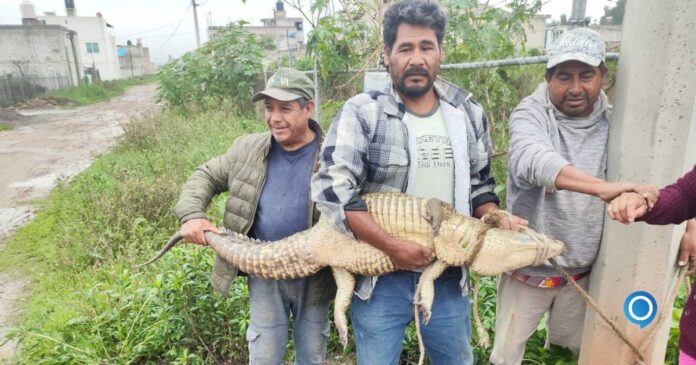 Capturan cocodrilo en calles de Cuautitlán Izcalli - Orus Media