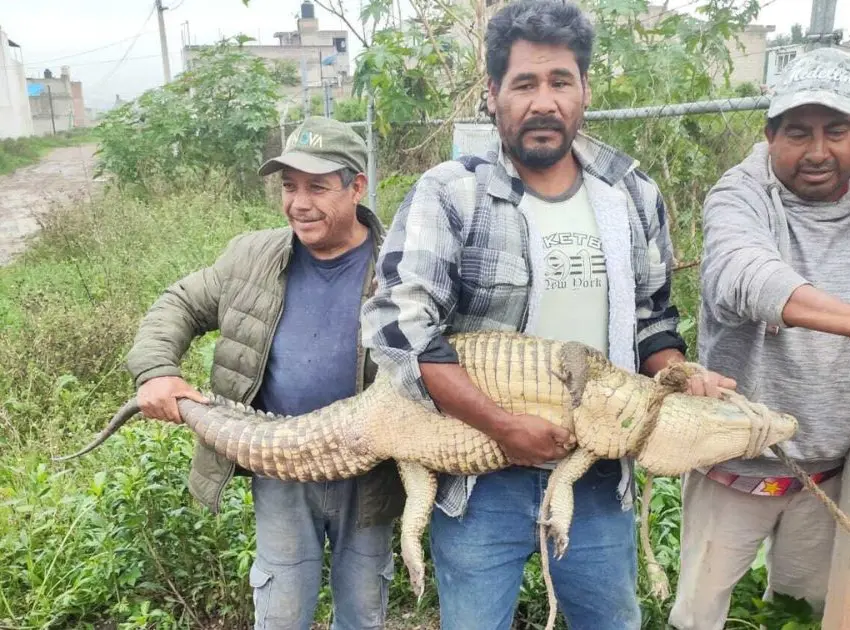 Capturaron cocodrilo en calles de Cuautitlán Izcalli